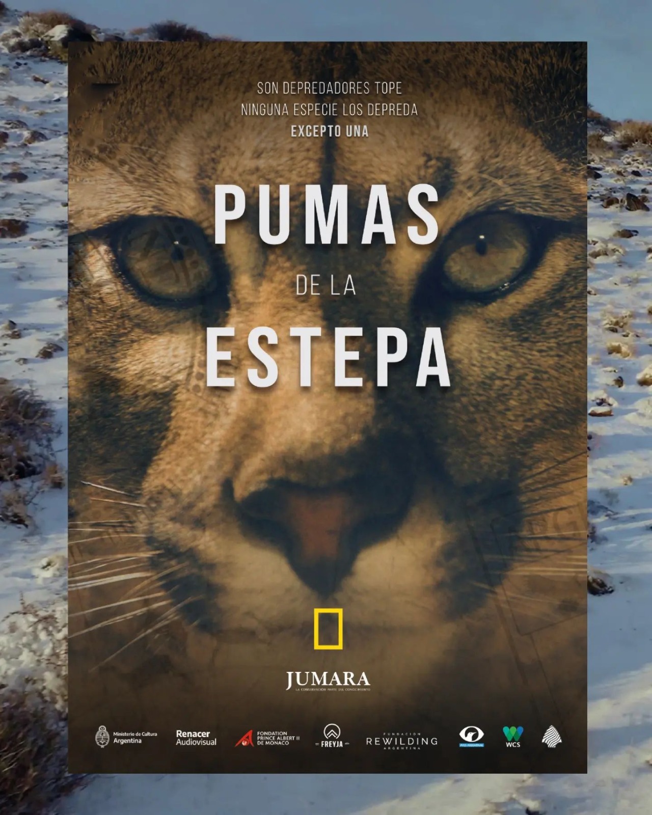 National Geographic documental “Pumas de Estepa” filmado en Santa Cruz - La Prensa Santa Cruz
